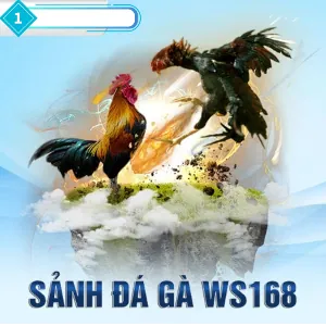 Cá cược Đá Gà sodo casino