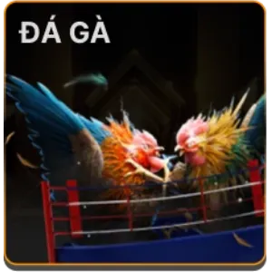 Cá cược đá gà sodo casino
